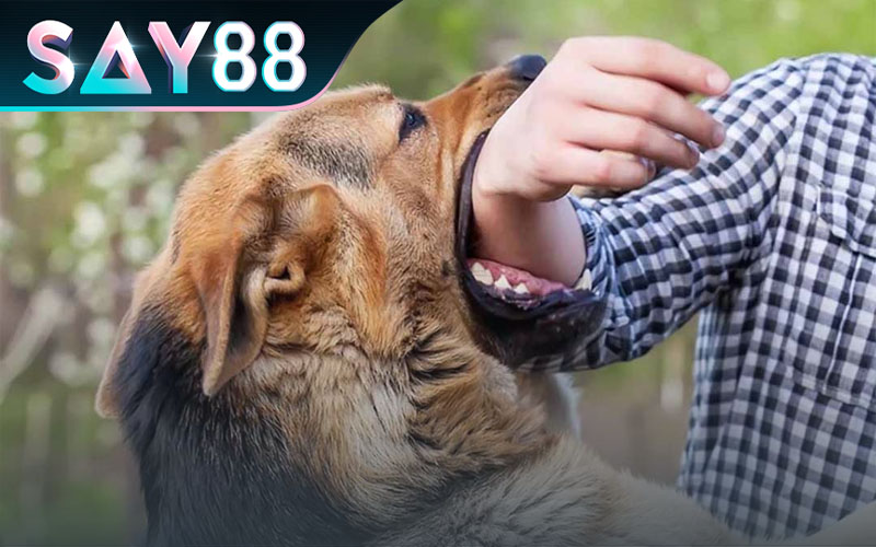 Giấc mơ thấy chó đuổi khá phổ biến với nhiều người và có ý nghĩa các con số khác nhau
