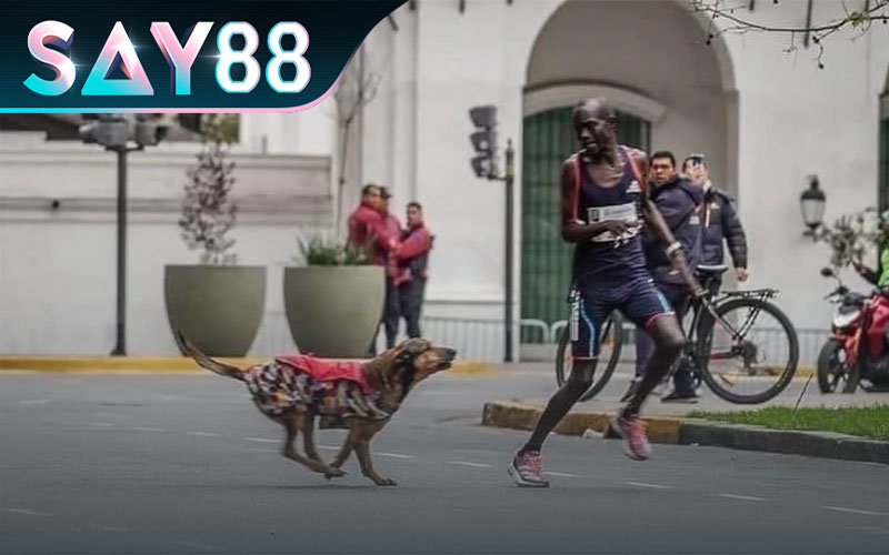 Giấc mơ thấy chó cũng chưa đựng nhiều may mắn